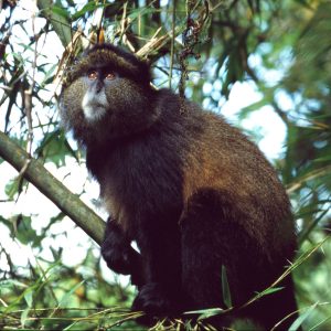 3 Days Rwanda Gorilla And Golden Monkey Safari