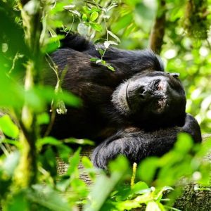 8-day Uganda Chimpanzee, Big Game And Gorilla Safari