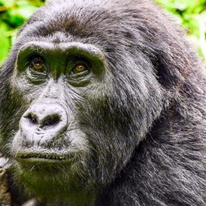 12 days Uganda safari with primates and the Big 5