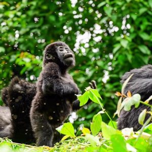 6 Days Uganda Chimpanzee And Gorilla Safari