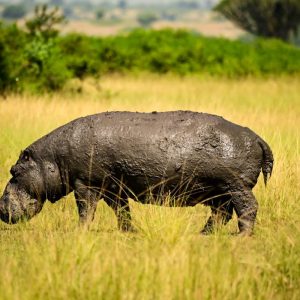 10 Days Uganda Primate Safari with Rhino Tracking