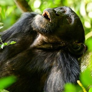 14 Days Rwanda And Uganda Gorilla Safari