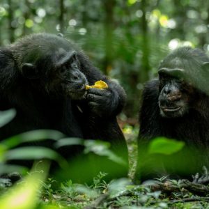 5 Days Rwanda Gorillas And Chimpanzee Safari