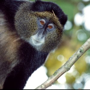 7 Days Rwanda Primate Safari (Gorillas, Chimpanzees & Golden Monkeys)