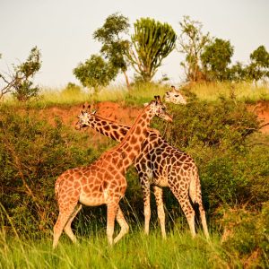 Kidepo Valley National Park