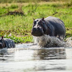 Queen Elizabeth National Park