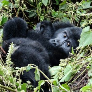 4 Days Uganda Primate Safari